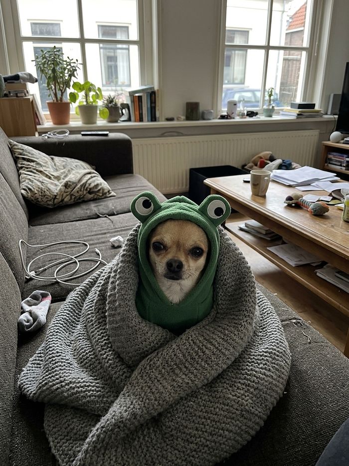Chihuahua in frog hoodie wrapped in a blanket