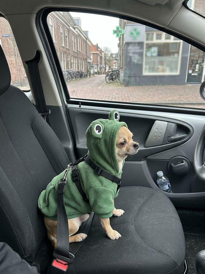 Chihuahua in frog hoodie in the car