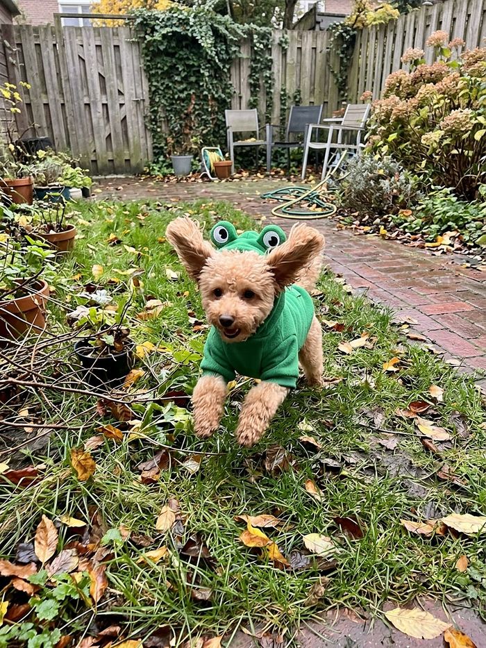 Poodle in frog hoodie running in the garden