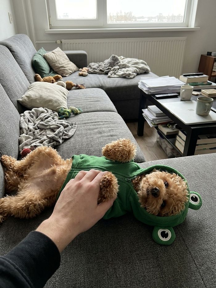 Poodle in frog hoodie refusing to take it off
